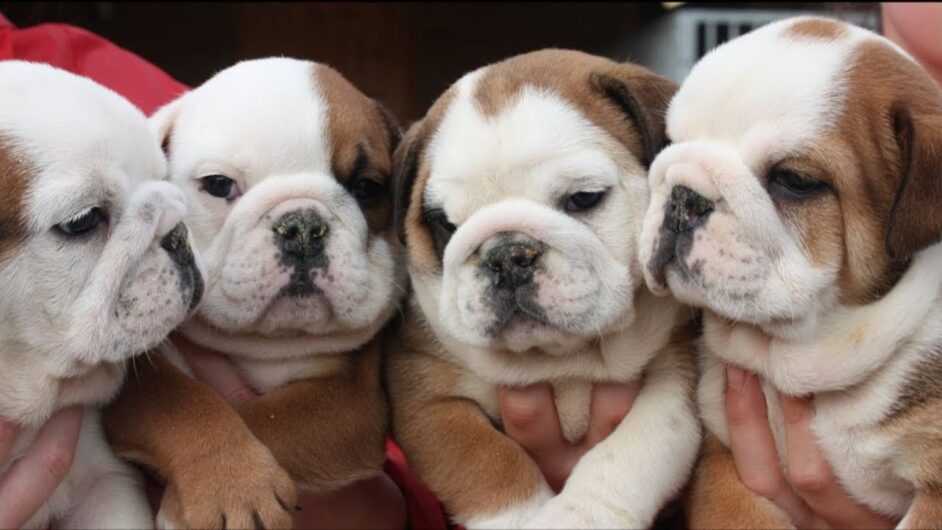 ENGLISH BULLDOG STANDERD SIZE PUPPY SALE JAIPUR DOGSHUB