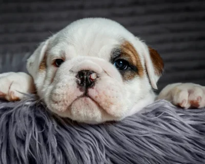 ENGLISH-BULLDOG-SUPER-QUALITY-MALE-FEMALE-DOG-SALE-DOGSHUB-JAIPUR