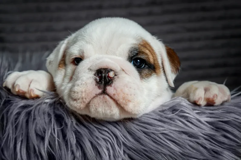 ENGLISH BULLDOG SUPER QUALITY MALE & FEMALE DOG SALE DOGSHUB JAIPUR