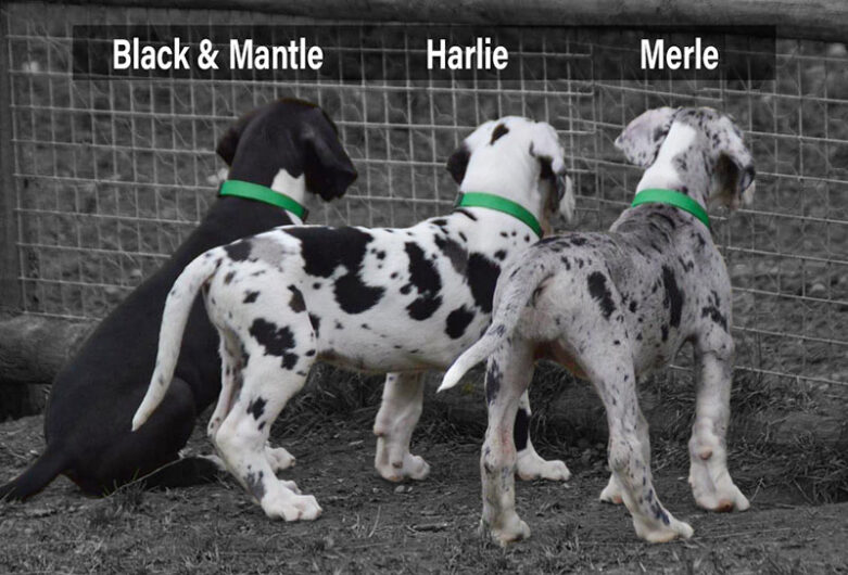 GREAT DANE PUPPIES SALE IN JAIPUR RAJASTHAN INDIA