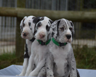 GREAT-DANE-DOG-AND-PUPPY-DEAL-DOGSHUB-RAJASTHAN-JAIPUR