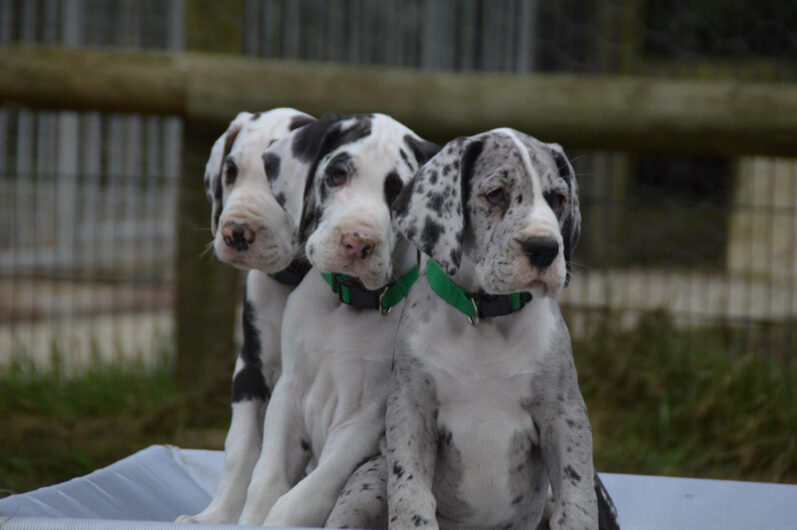 GREAT DANE MALE AND FEMALE PUPPIES SALE JAIPUR RAJASTHAN