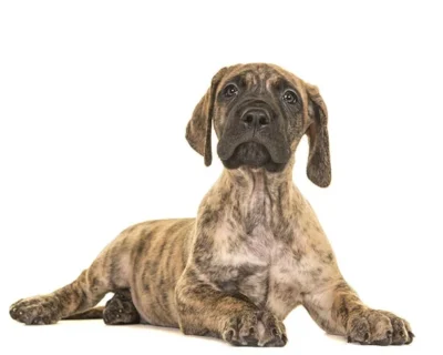 GREAT-DANE-DOG-SALE-JODHPUR-RAJASTHAN-INDIA-DOGSHUB