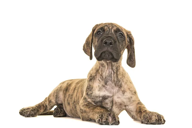 GREAT DANE QUALITY PUPPIES SALE DOGSHUB INDIA