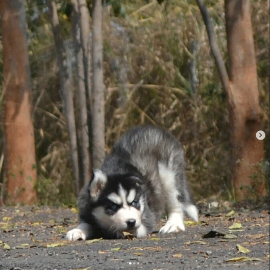 SIBERIAN HUSKY BLUE EYE JAIPUR BIKANER KOTA TONK RAJASTHAN