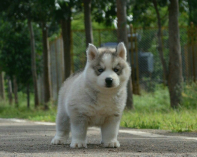 SIBERIAN-HUSKY