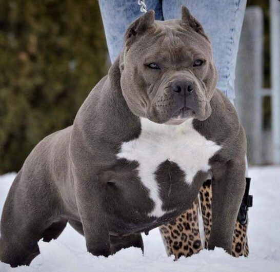 AMERICAN BULLY PUPPIES SALE ALL RAJASTHAN CITYS #XLBULLY #DOG #BULLY #AMERICANBULLY